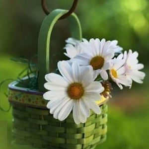 Meet your Posher, Alicia